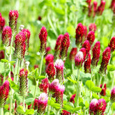 Trifolium incarnatum - Inkarnat-Klee Bio - Samen für essbare Blumen