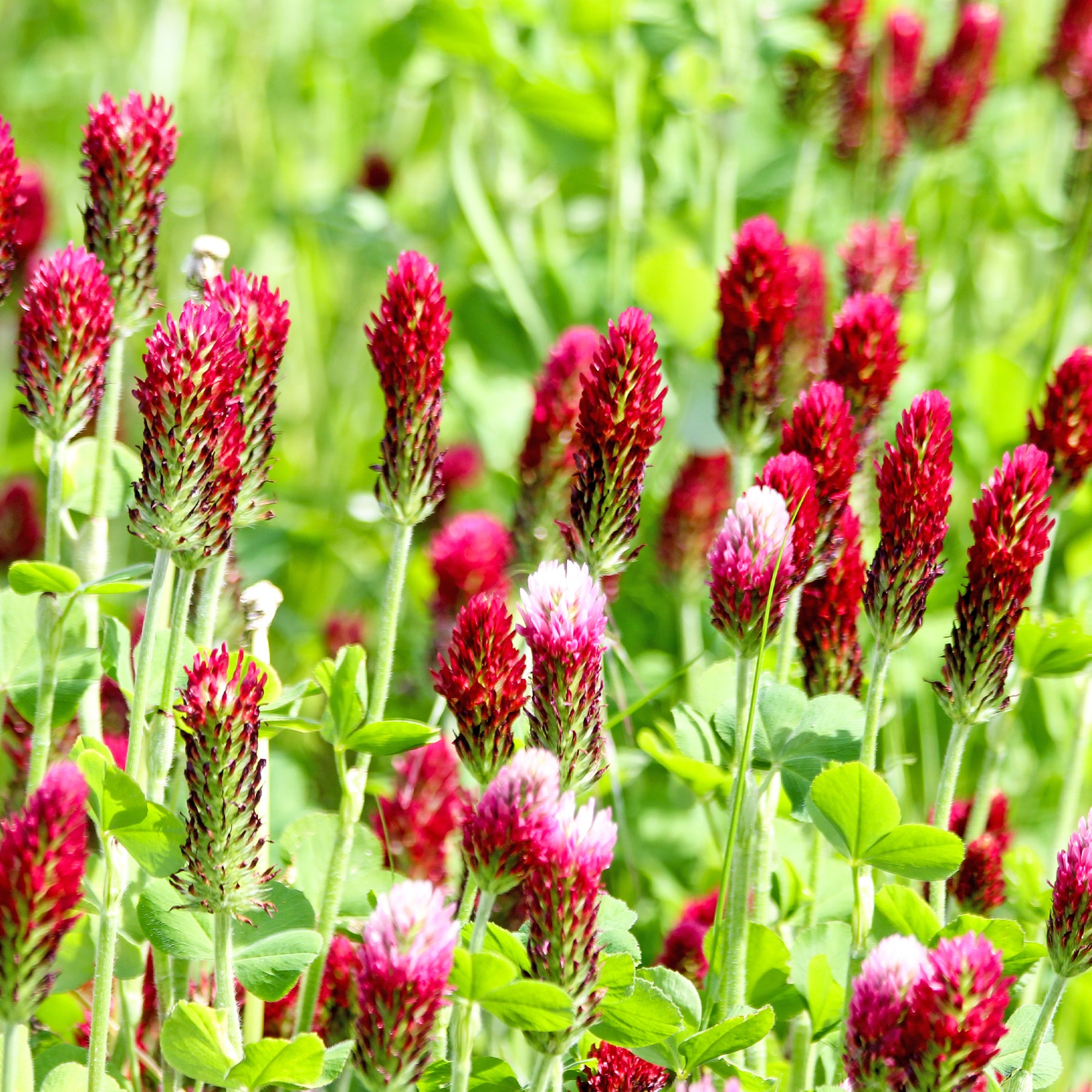 Trifolium incarnatum - Inkarnat-Klee Bio - Samen für essbare Blumen