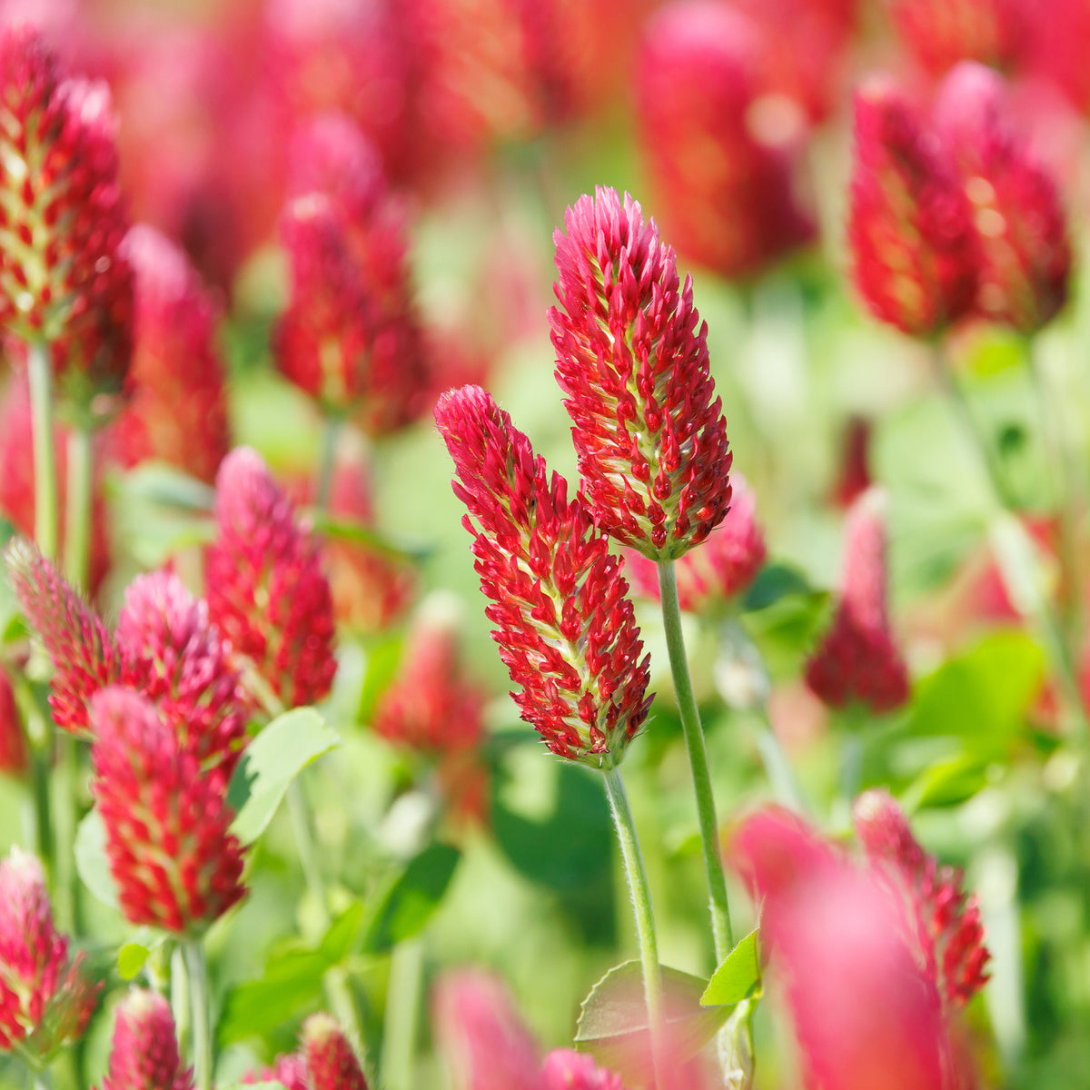 Samen für essbare Blumen - Inkarnat-Klee Bio - Trifolium incarnatum