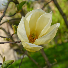 Verkauf Magnolie Yellow Lantern - Magnolia Yellow Lantern
