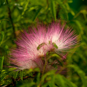 Surinamischer Puderquaste auf Stamm - Calliandra surinamensis pink powder puff - Willemse