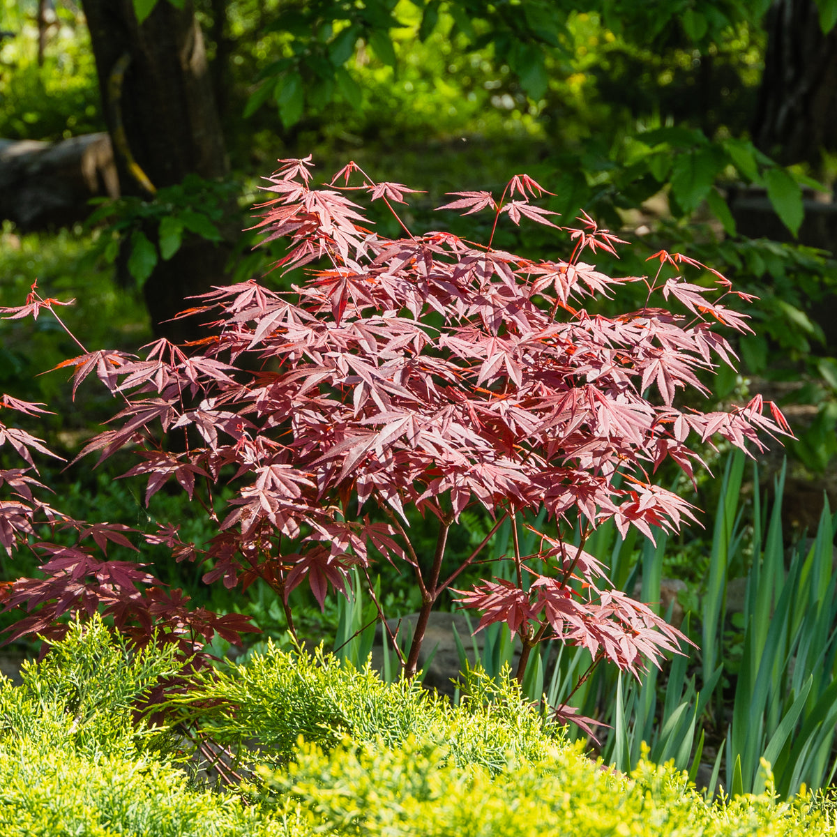 Balkonsträucher - Strauchkollektion: Purpur-Ahorn und Goldener Mexikanischer Orangenbaum (x 2) - Acer palmatum Atropurpureum , Choisya ternata Sundance Lich