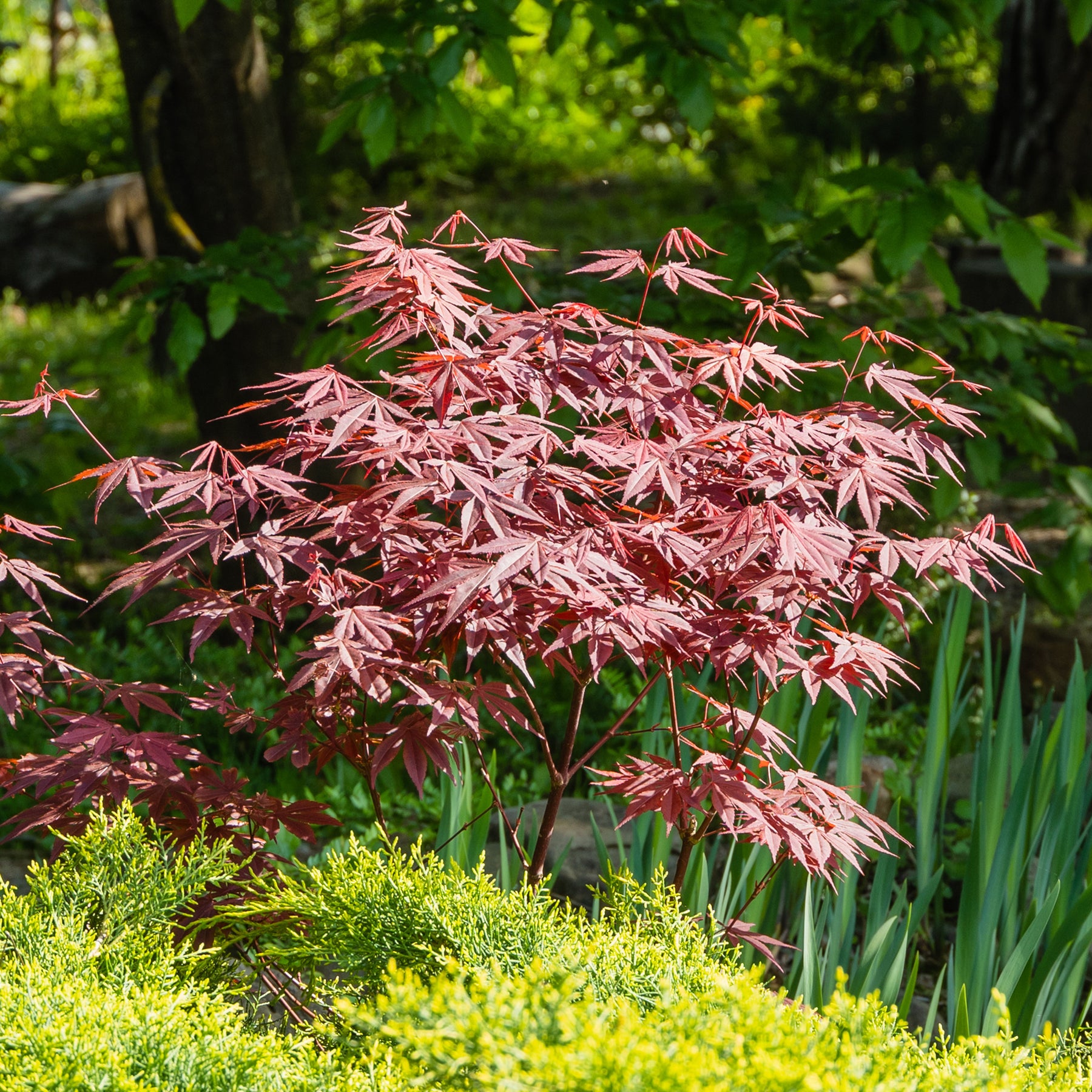 Balkonsträucher - Sträucher-Kollektion Fächerahorn purpur & Gold-Orangenblume (x2) - Acer palmatum Atropurpureum , Choisya ternata Sundance Lich