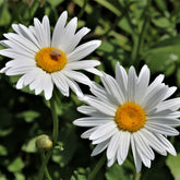 Margerite 'Silberprinzesschen' - Leucanthemum x superbum Silberprinzesschen - Willemse