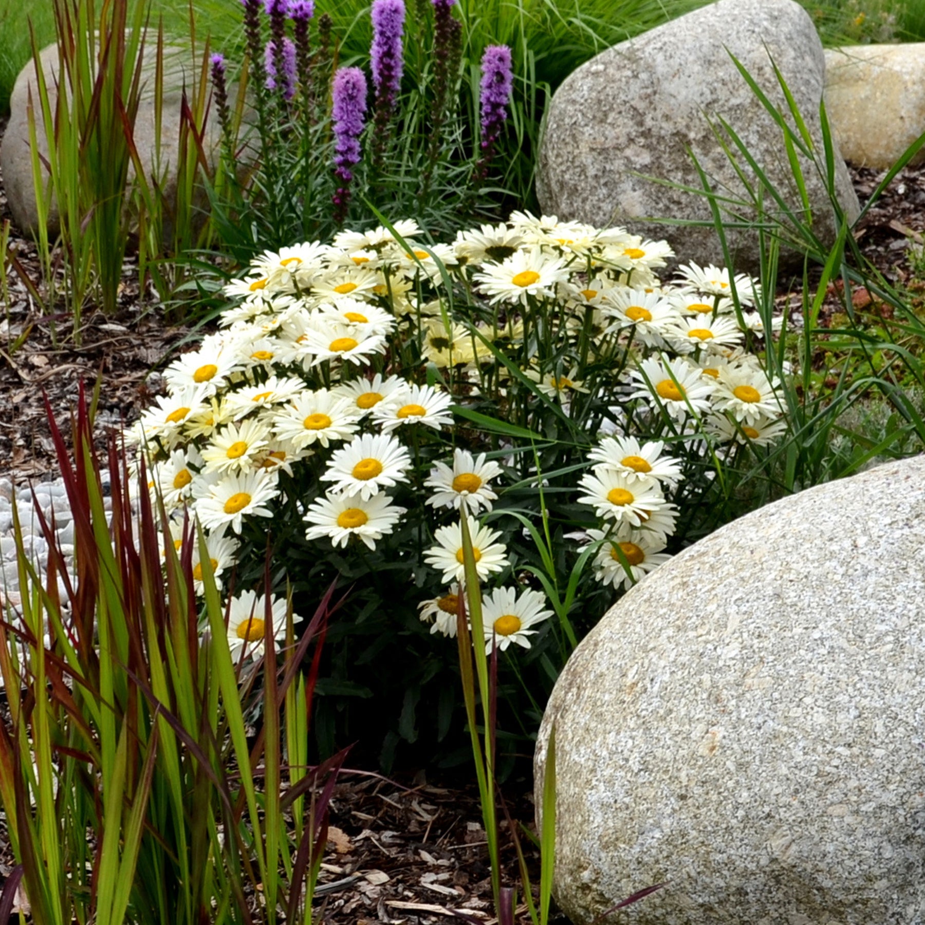 Margerite 'Silberprinzesschen' - Willemse