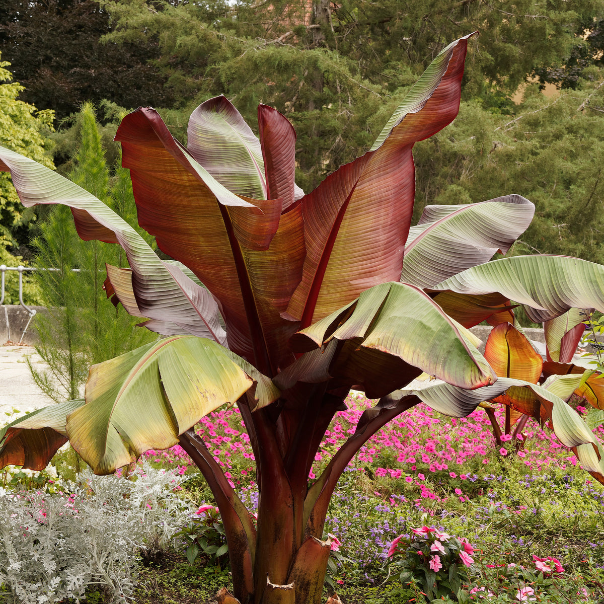 Rote Zierbanane - Willemse