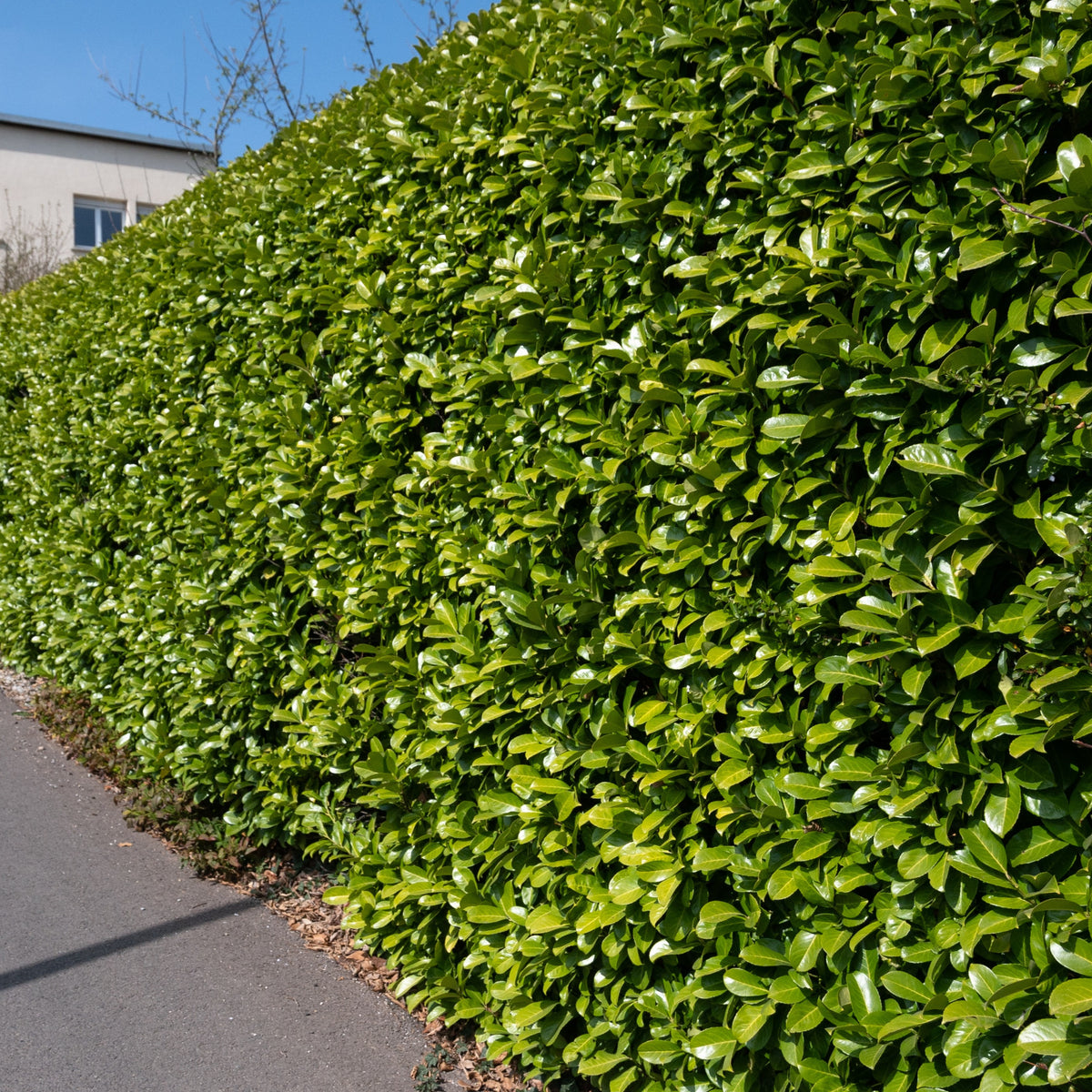 Lorbeerkirsche - Prunus laurocerasus Caucasica - Willemse