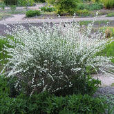 Weißer Ginster - Cytisus praecox albus - Willemse
