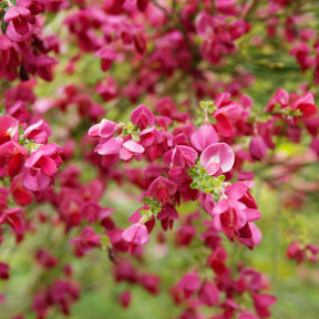 Sträucher - Edelginster Boskoop Ruby - Cytisus praecox Boskoop Ruby
