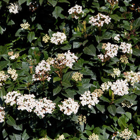 Verkauf Immergrüne Hecke (x4) - Eleagnus pungens Maculata, Photinia fraseri Red Robin, Prunus laurocerasus Etna, Viburnum tinus