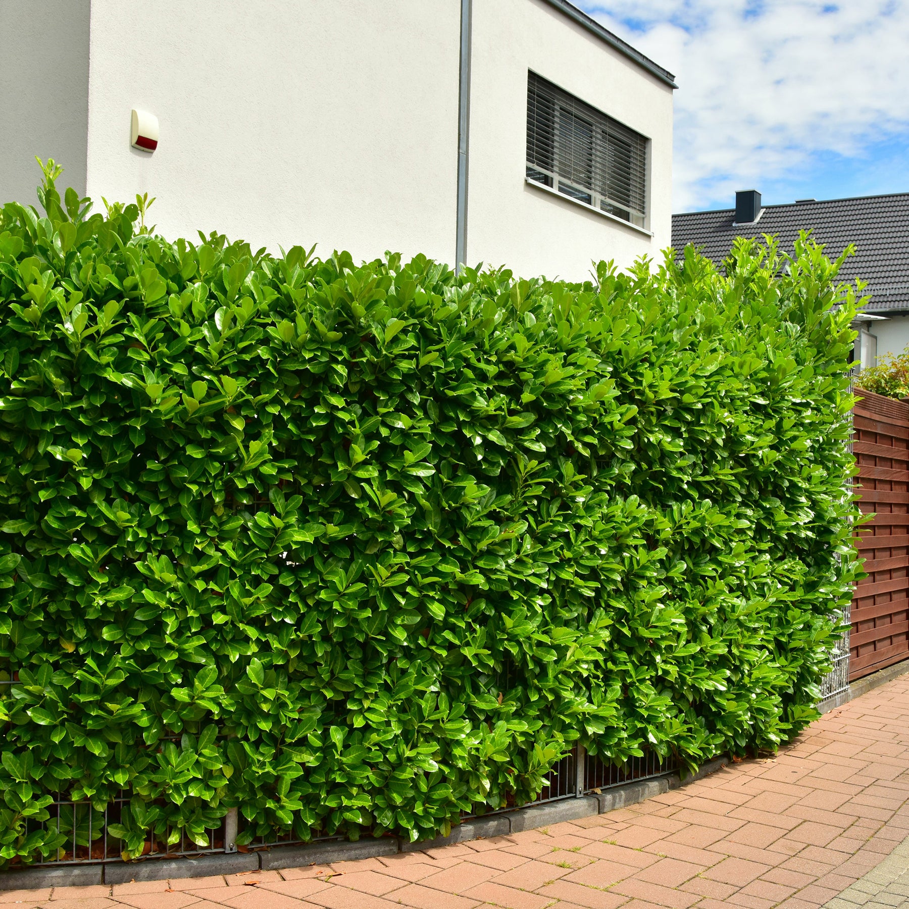 Kirschlorbeer Etna - Willemse