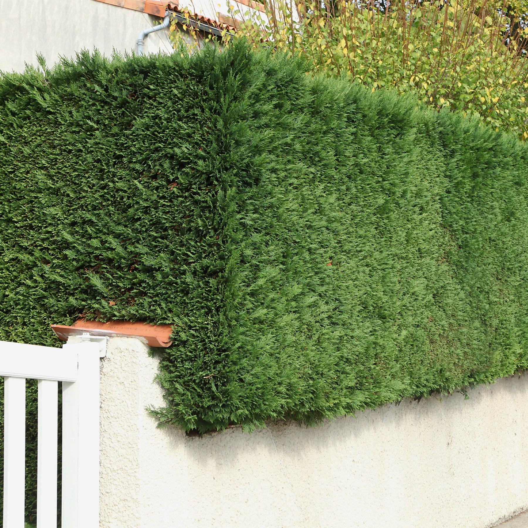 Leyland-Zypresse - Willemse