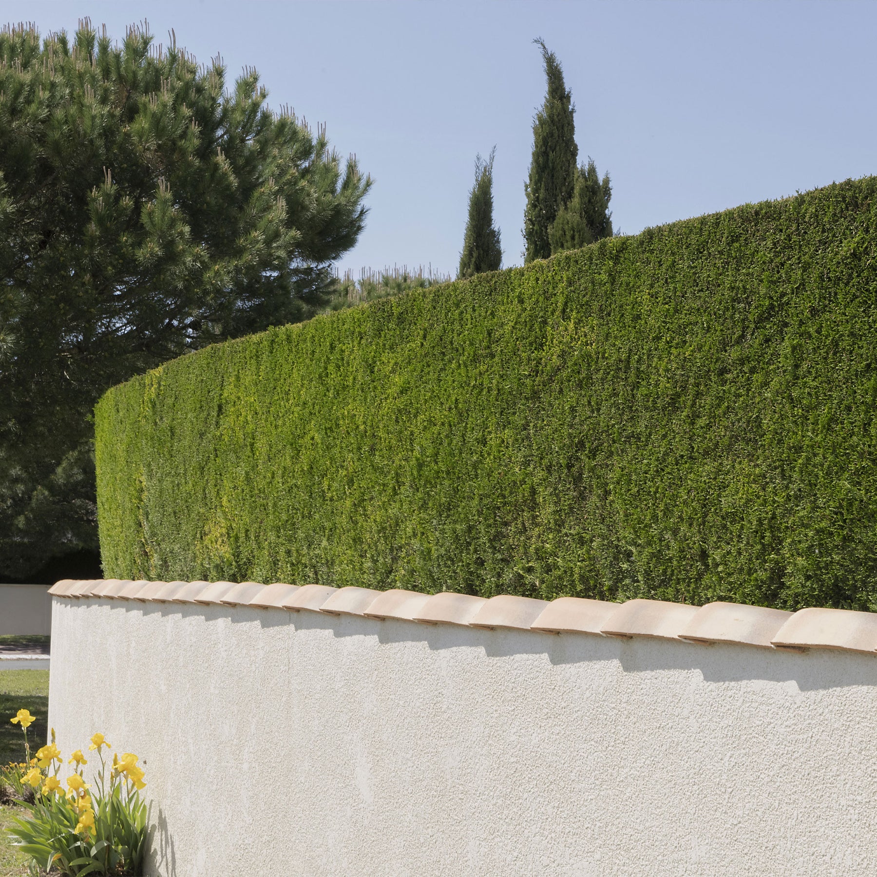 Cupressus leylandii - Leyland-Zypresse - Heckensträucher