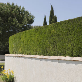 Cupressus leylandii - Leyland-Zypresse - Heckensträucher