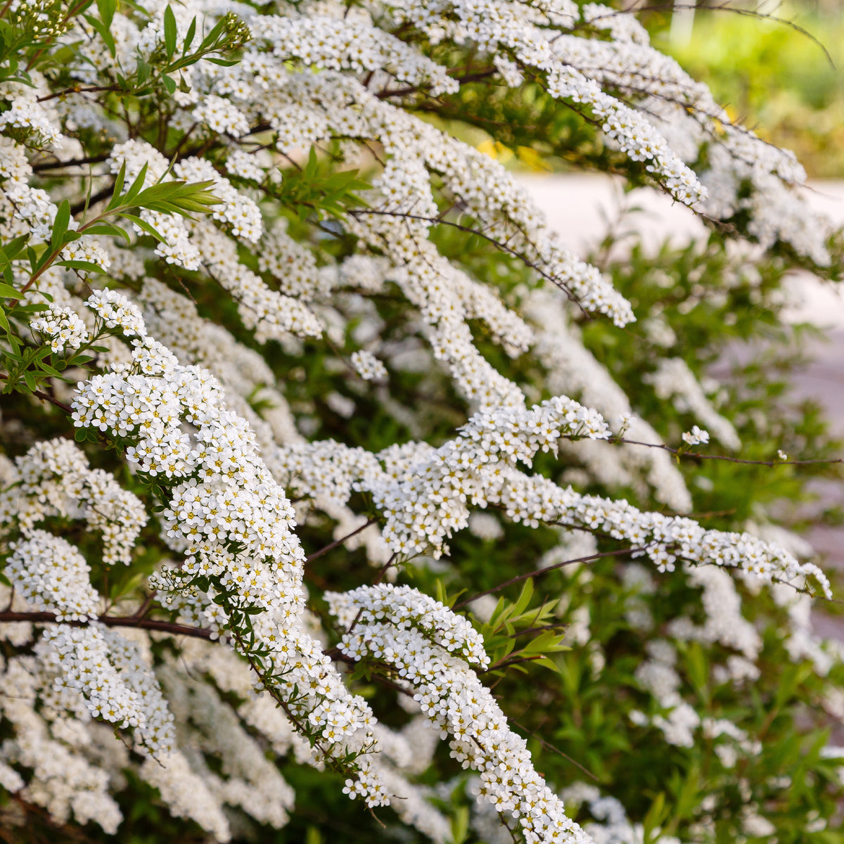 Verkauf Weisse Spierstrauch - Spiraea