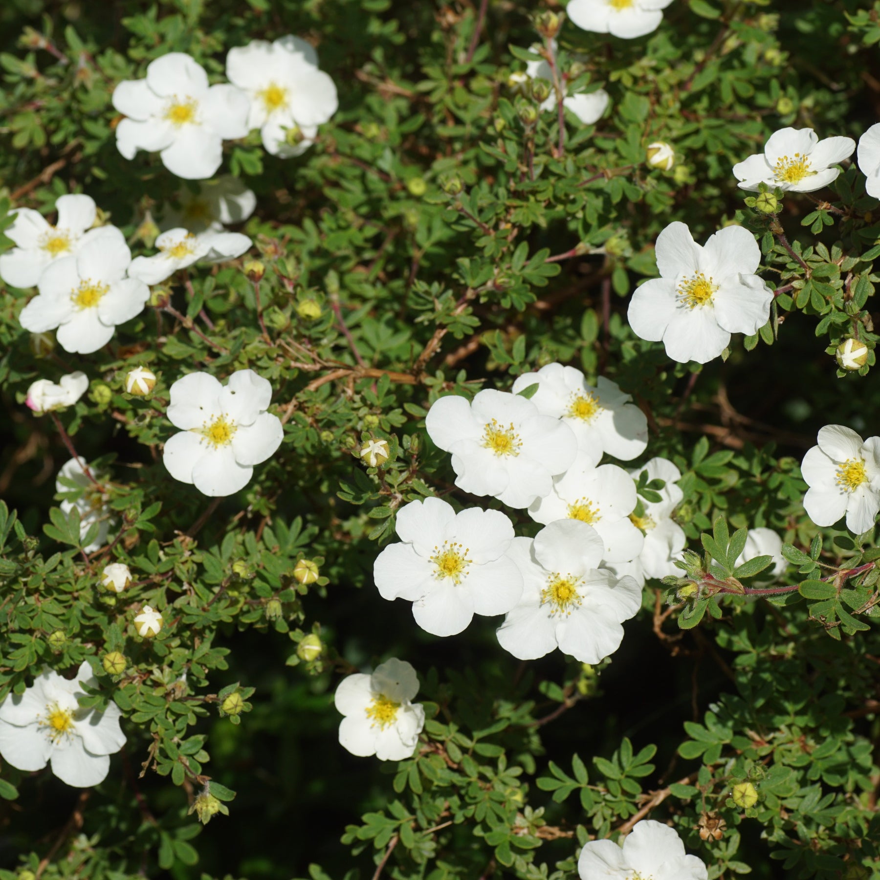 Potentilla fruticosa Abbotswood - Fingerstrauch Abbotswood - Blühende Sträucher