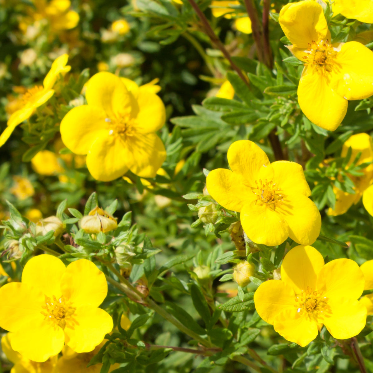 Goldfinger-Fingerkraut