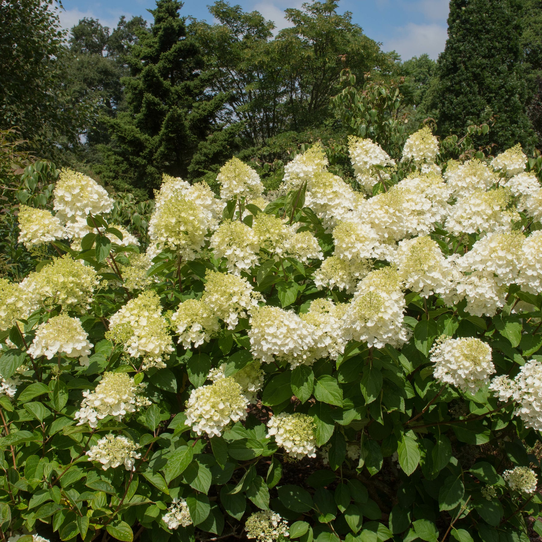 Rispenhortensie 'Silver Dollar' - Rispenhortensie - Willemse