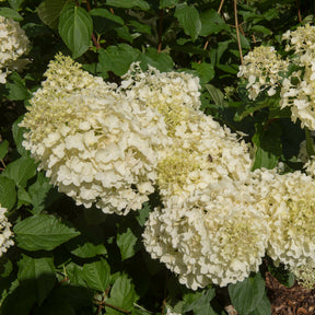 Verkauf Rispenhortensie 'Silver Dollar'