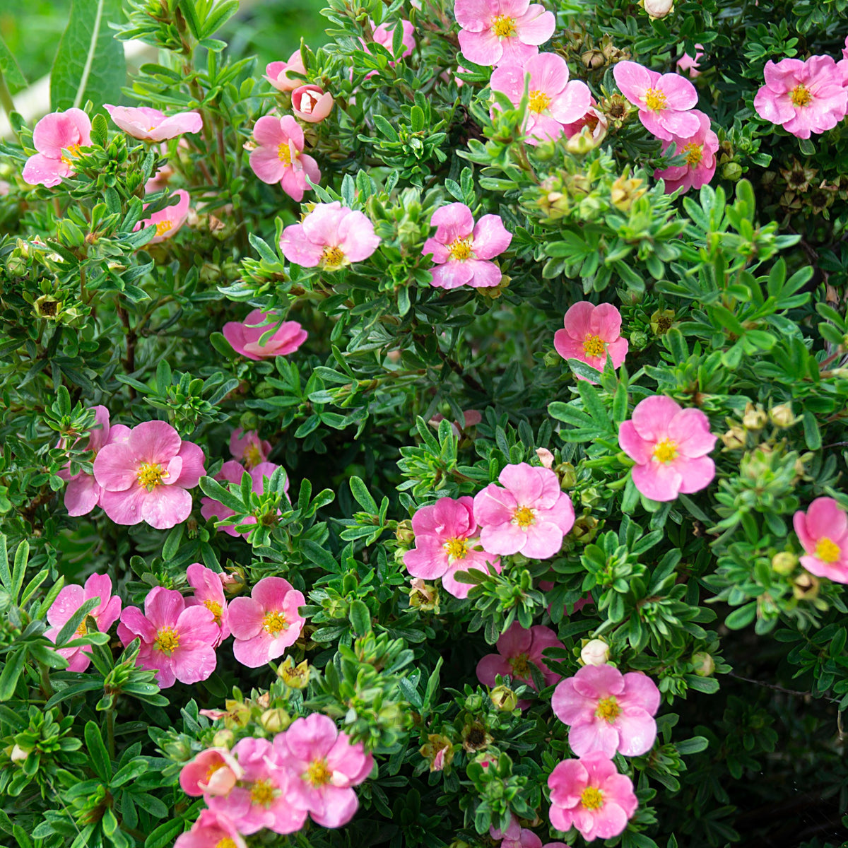 Fingerstrauch Bellissima® - Potentilla fruticosa Bellissima - Willemse