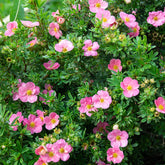 Fingerstrauch Bellissima® - Potentilla fruticosa Bellissima - Willemse