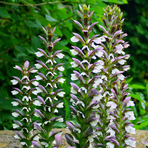 Bärenklau ‘Morning’s Candle’ - Willemse