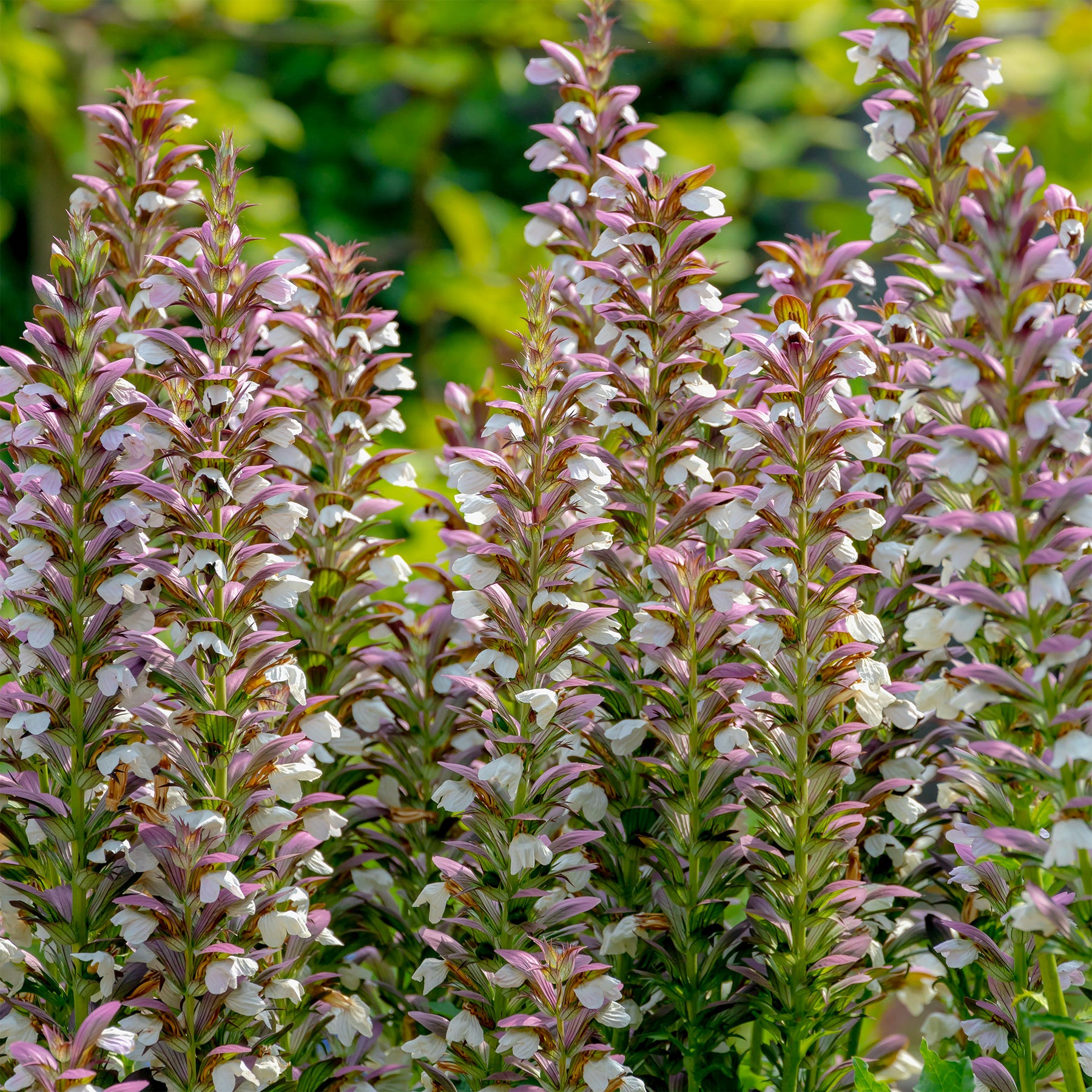Stachelige Akanthus - Willemse
