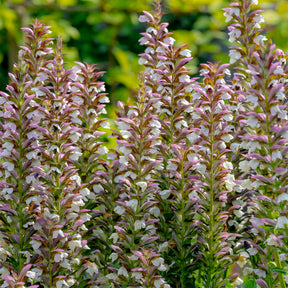 Stachelige Akanthus - Willemse