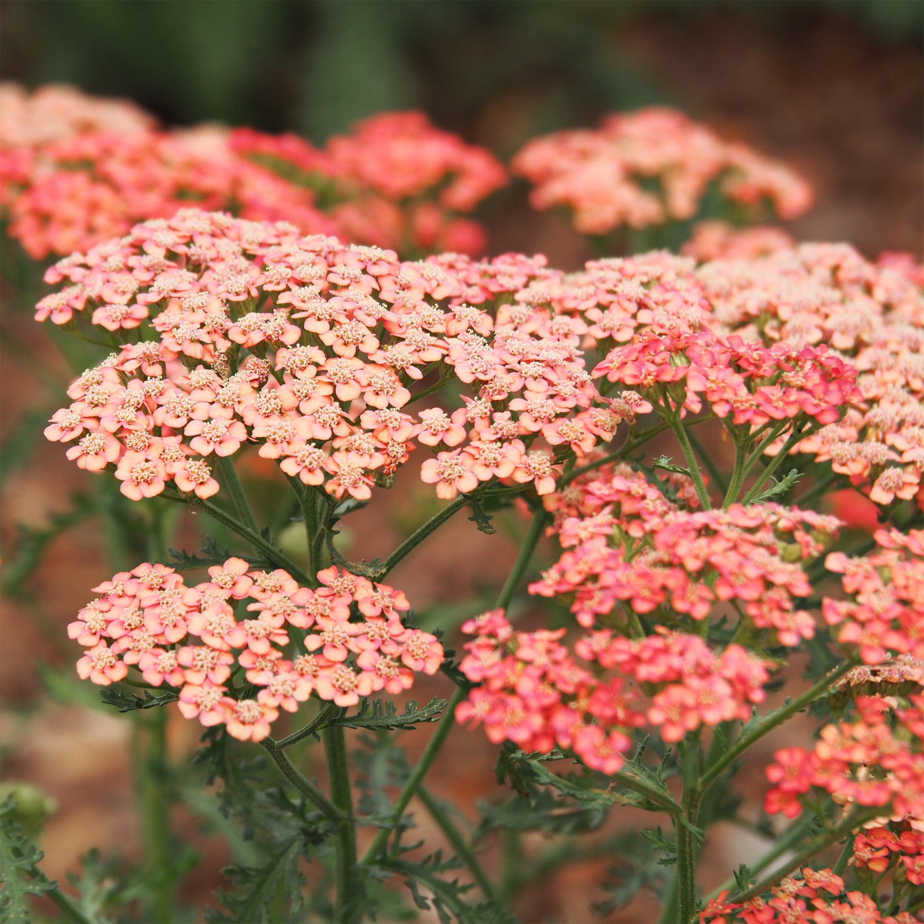 Schafgarbe ‘Apricot Delight’