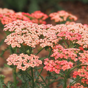 Schafgarbe ‘Apricot Delight’