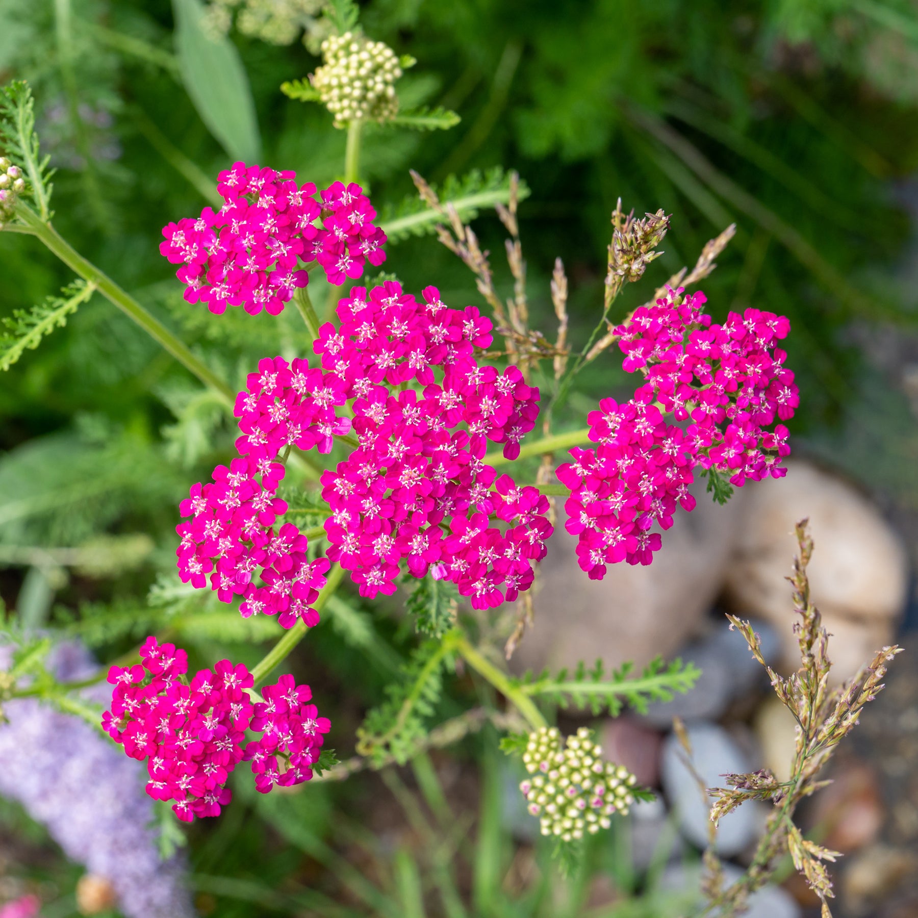 Blühende Stauden - Schafgarbe ‘Cerise Queen’ - Achillea millefolium Cerise Queen