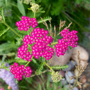 Blühende Stauden - Schafgarbe ‘Cerise Queen’ - Achillea millefolium Cerise Queen