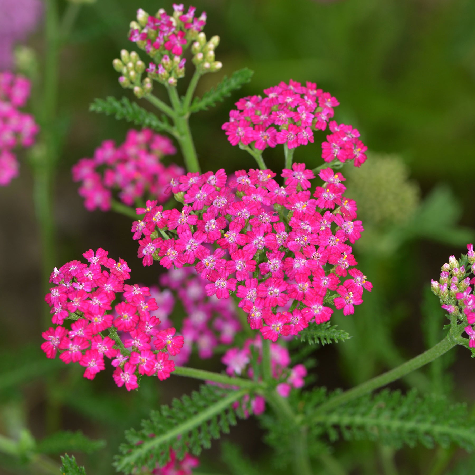 Schafgarbe ‘Cerise Queen’ - Achillea millefolium Cerise Queen - Willemse