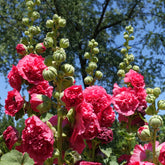 Stockrose Chater´s Double red - Willemse