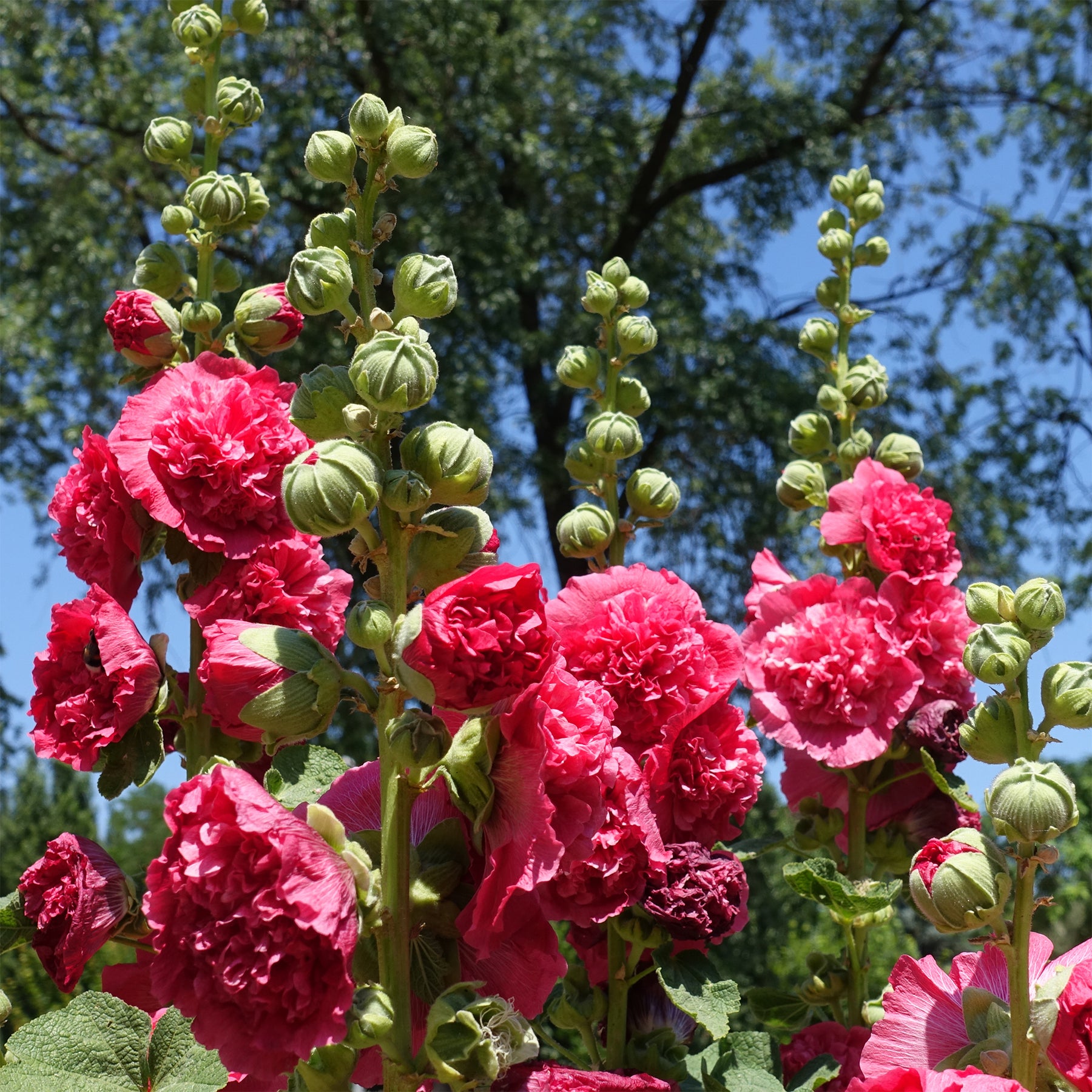 Stockrose Chater´s Double red - Willemse
