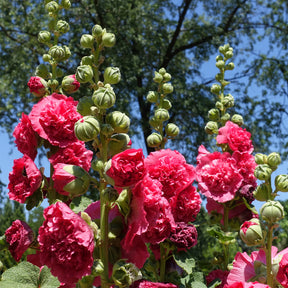 Stockrose Chater´s Double red - Willemse