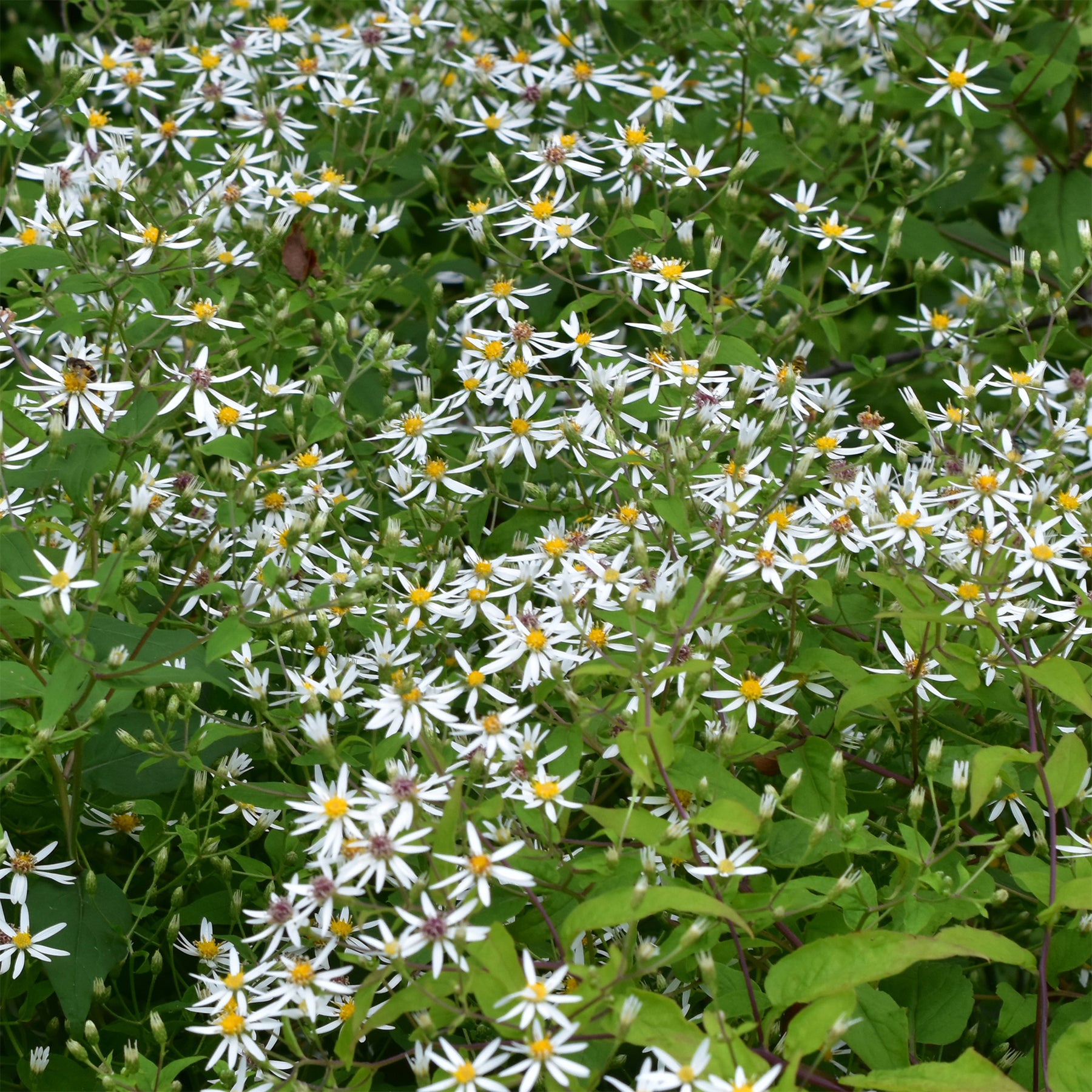 Sperrige Aster - Willemse