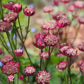 Astrantia major Moulin Rouge - Sterndolde ‘Moulin Rouge’ - Astrantia