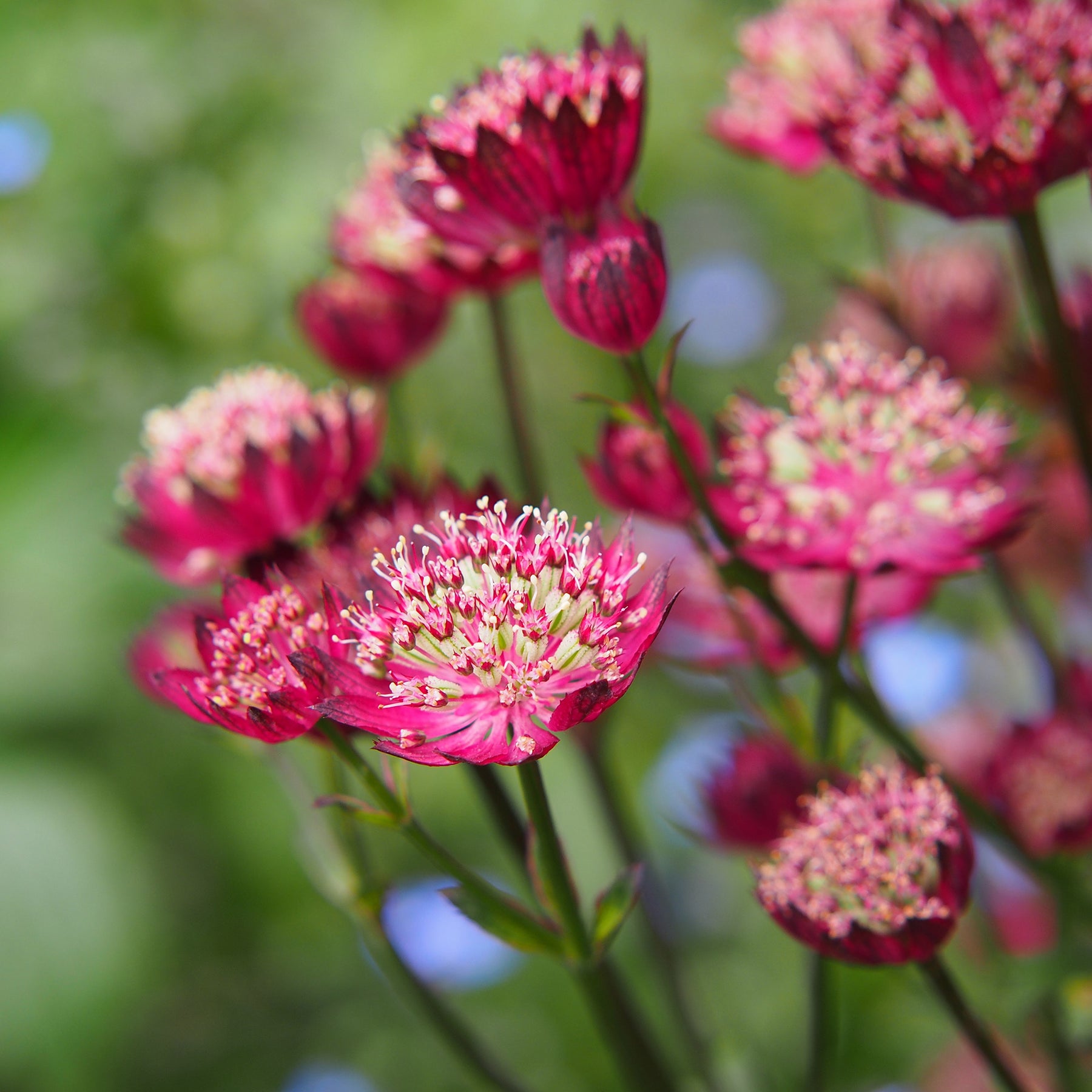 Sterndolde ‘Moulin Rouge’ - Astrantia major Moulin Rouge - Willemse