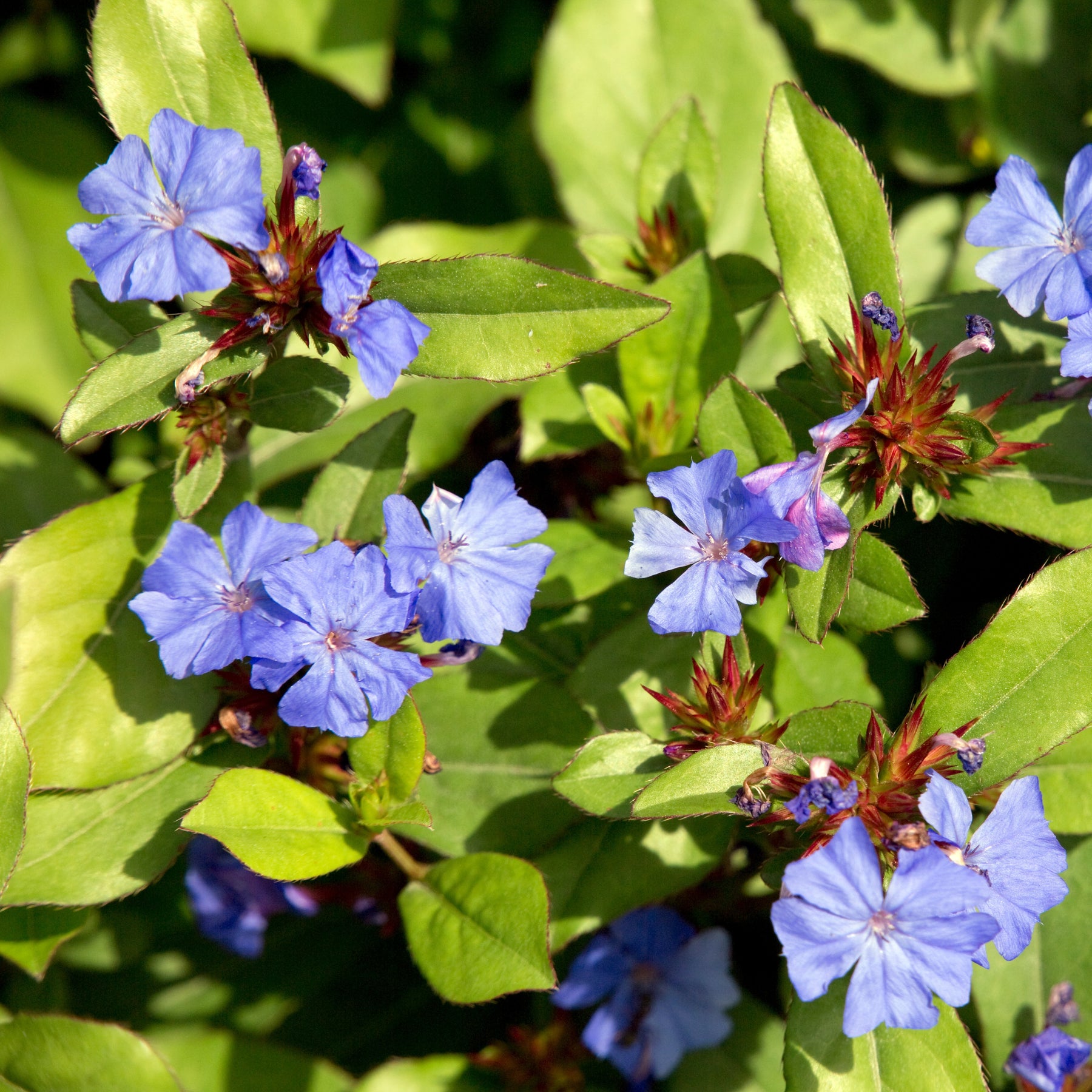 Chinesische Bleiwurz - Ceratostigma plumbaginoides - Willemse