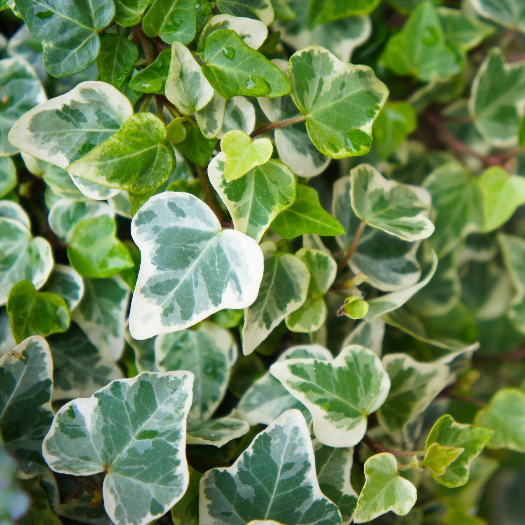 Weißgrüner Efeu 'Glacier' - Willemse