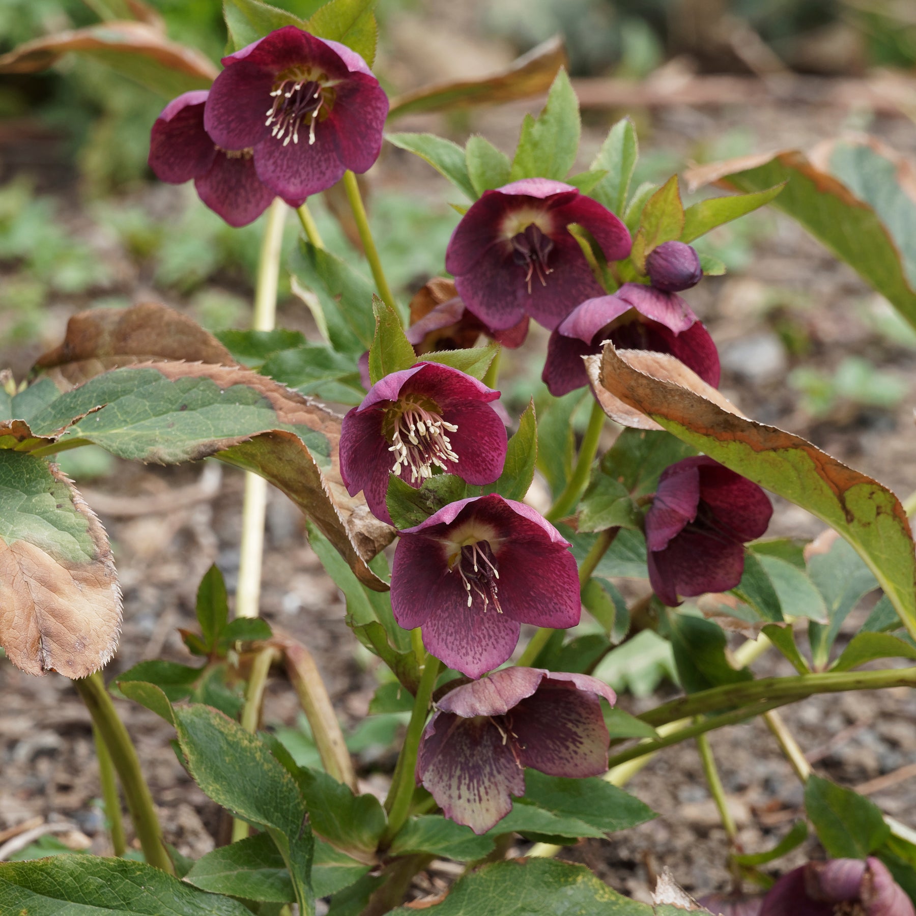 Lenzrose ‘Red Hybrids’ - Willemse
