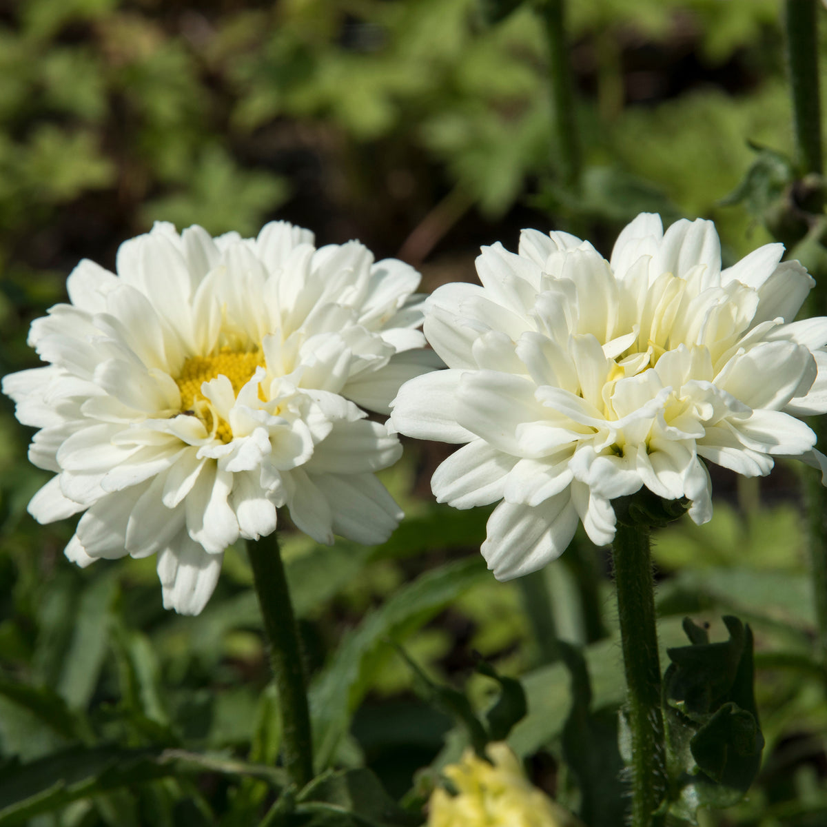 Leucanthemum superbum victorian secret ® - Margerite Victorian Secret - Leucanthemum - Margerite