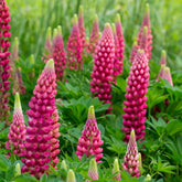 Lupine 'Gallery Red' - Lupinus Gallery Red - Willemse