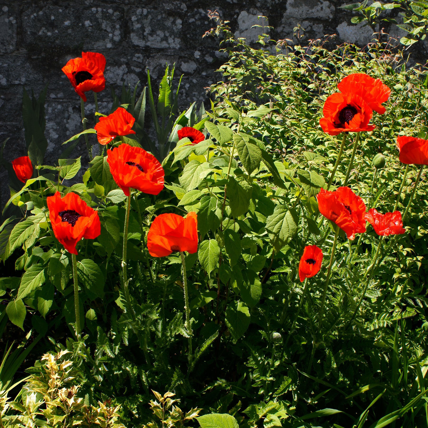 Orientalischer Mohn 'Beauty of Livermere' - Papaver orientale Beauty of Livermere - Willemse