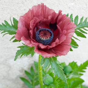 Orientalischer Mohn Pattys Plum - Willemse
