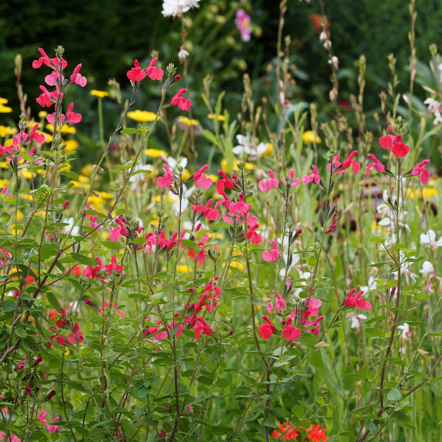 Salbei Pink Beauty - Willemse