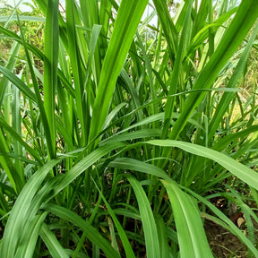 Carex - Hängende Seggen - Carex pendula