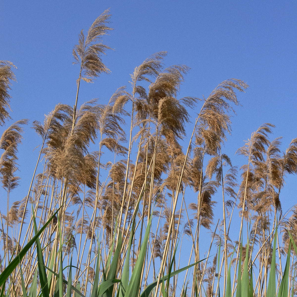 Gewöhnliches Schilfrohr - Phragmites australis - Willemse