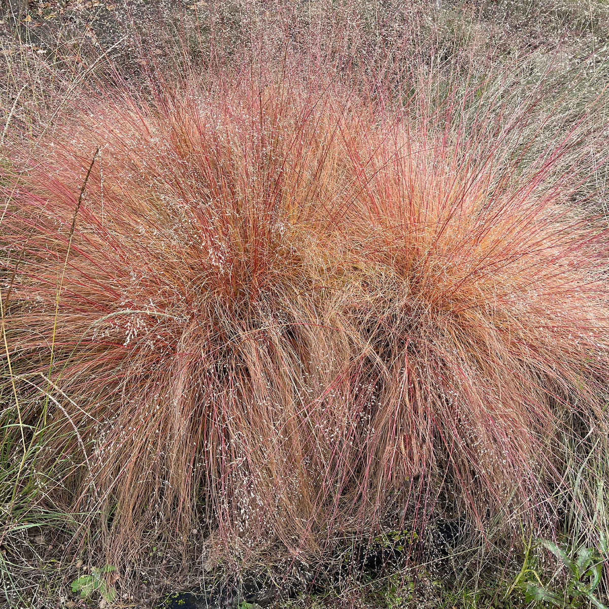 Sporobolus heterolepis - Prärie-Tropfengras - Gräser